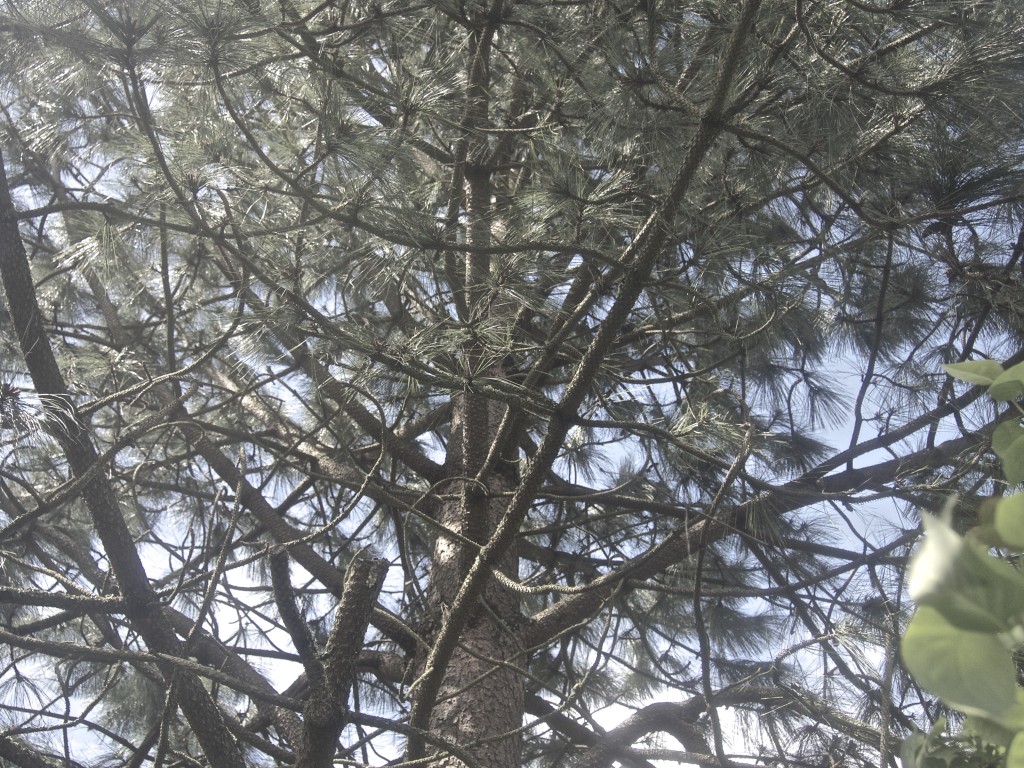 depression pine tree