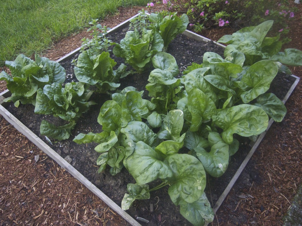 spinach and lettuce