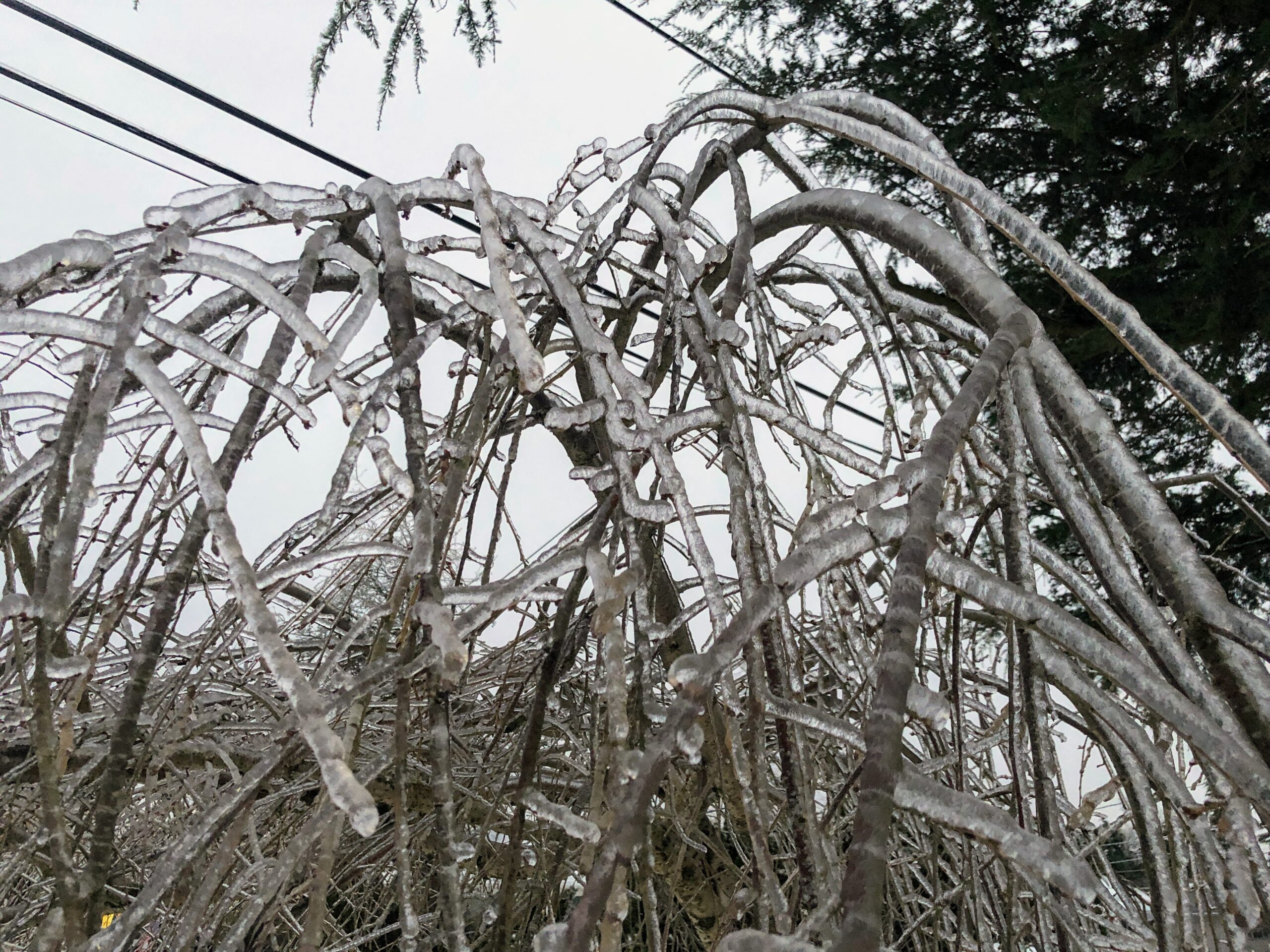 Willow tree branches encased in heavy ice.