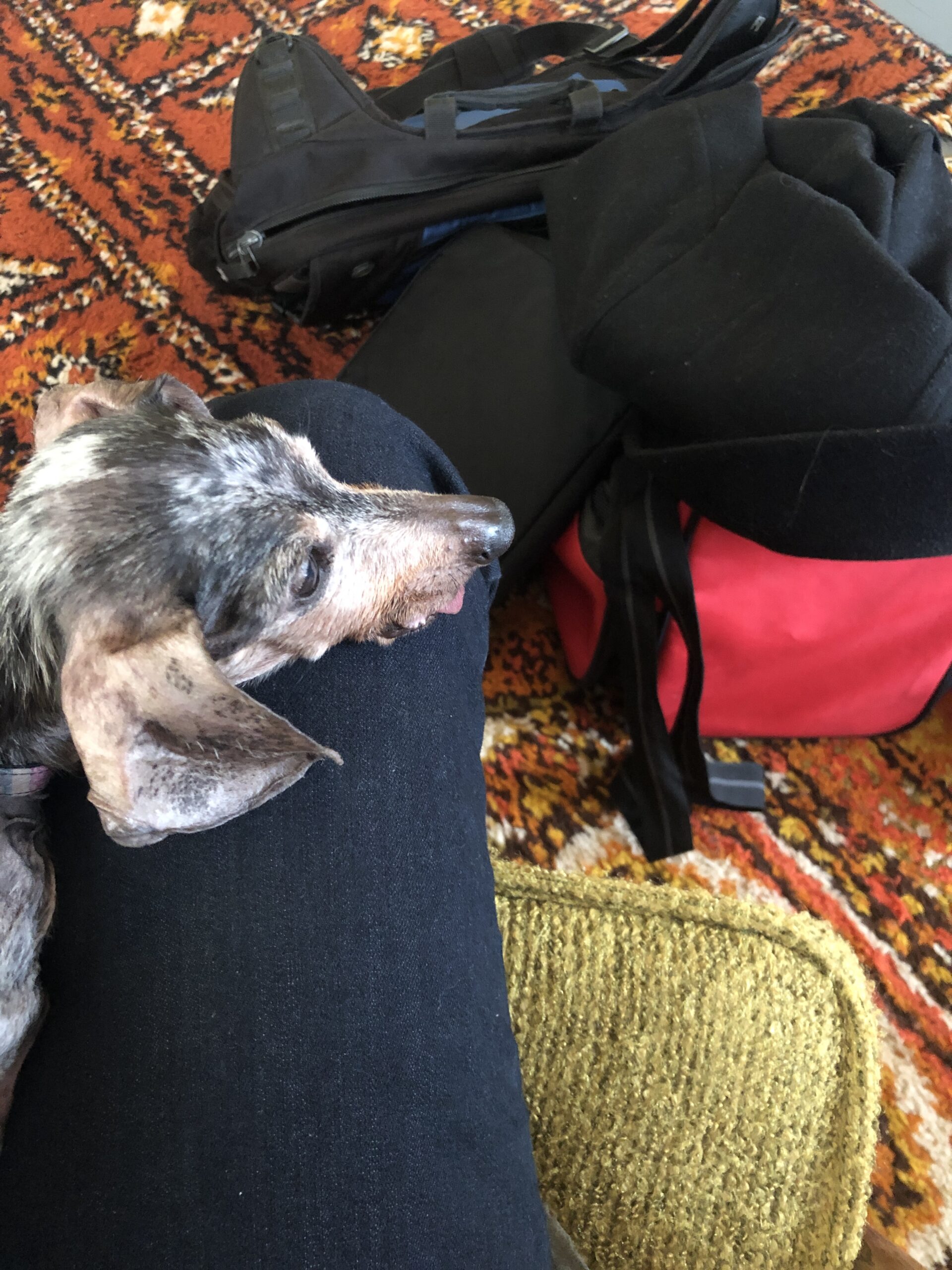 Dog resting on human's leg, with travel bags at her feet.