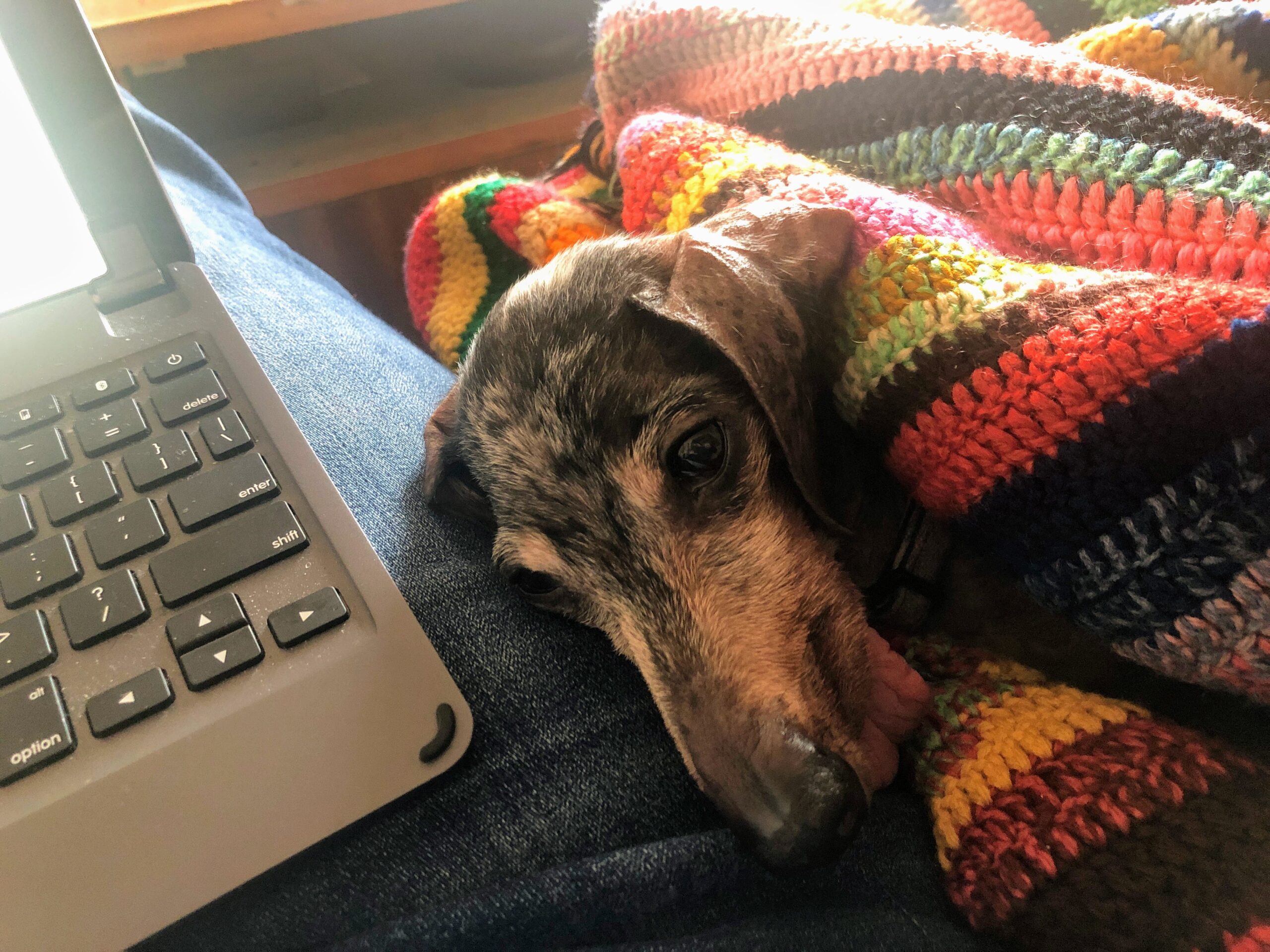 Dog resting head on human's lap, which also holds a laptop computer.