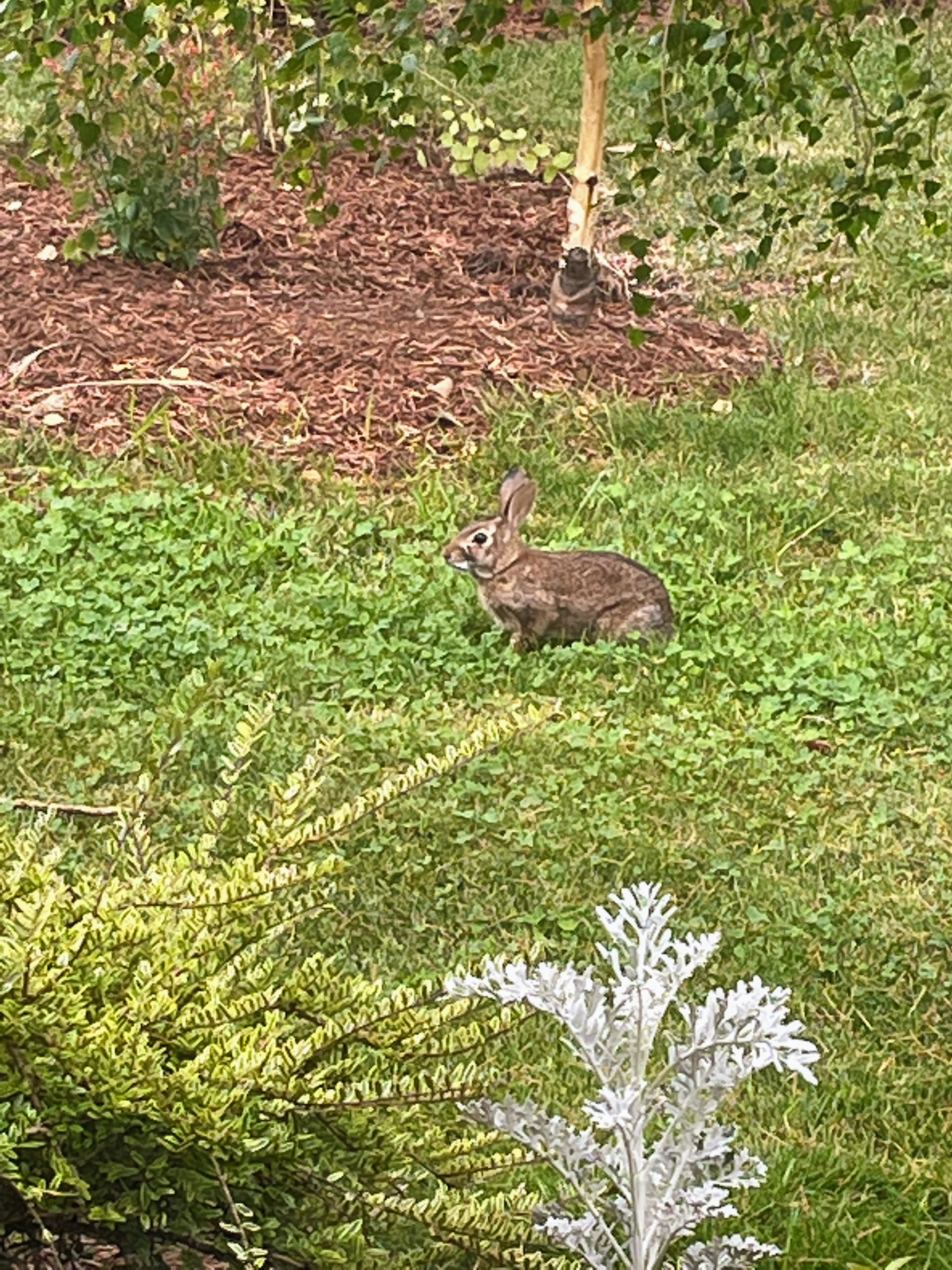 grainy photo of small rabbit in lawn of clover