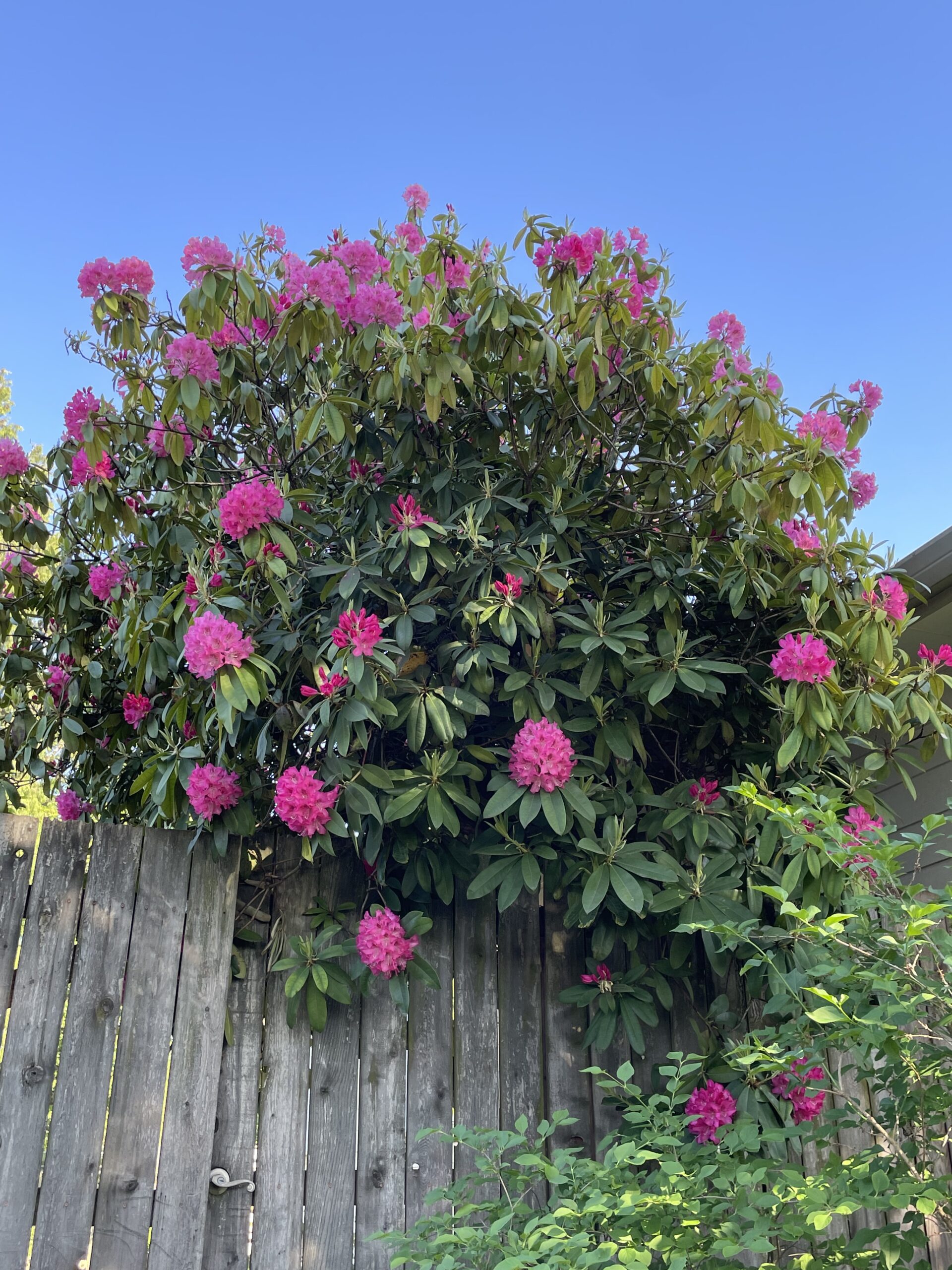 Tree-sized rhododendron in full bloom, with vibrant, deep-pink blooms, spilling over the top of a fence