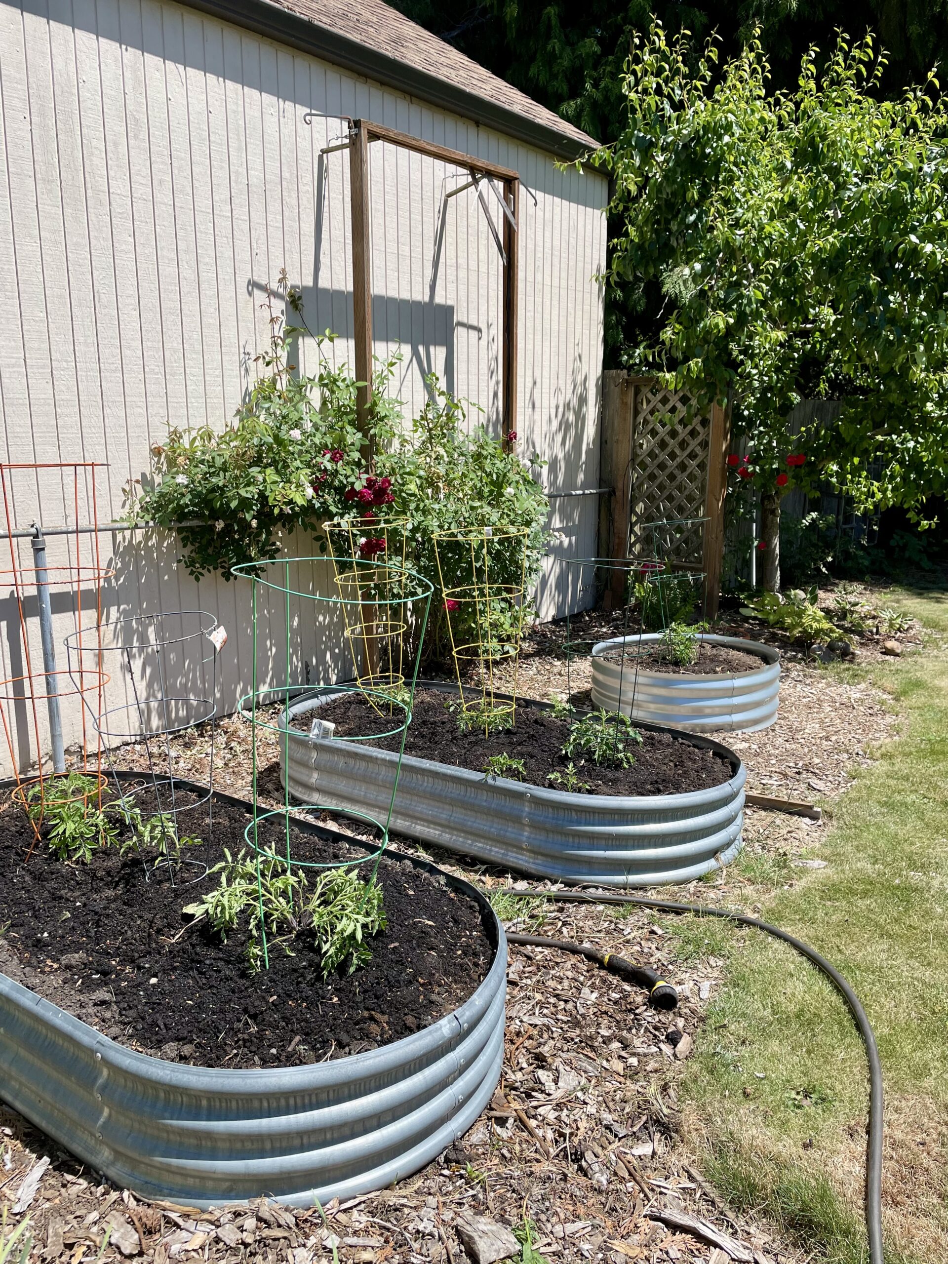 Drooping tomato plants, newly transplanted to tin planters