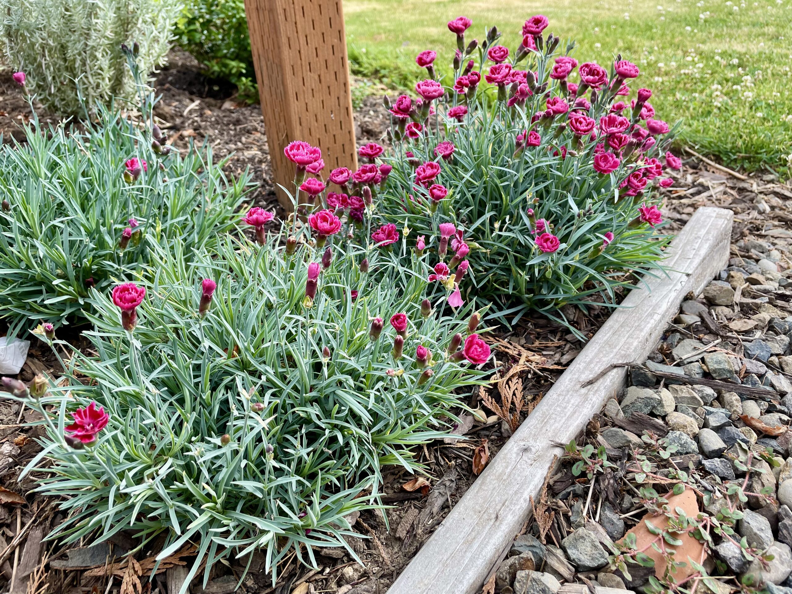 Flowering red-pink plants, with blooms heavy on the right clump and light on the left clump